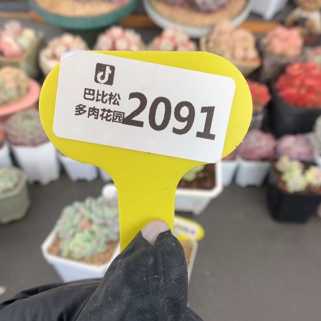 2091 冰玉石化盲盒多肉