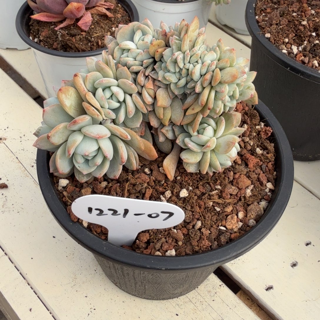 A***林1221-07梦之雪缀一颗