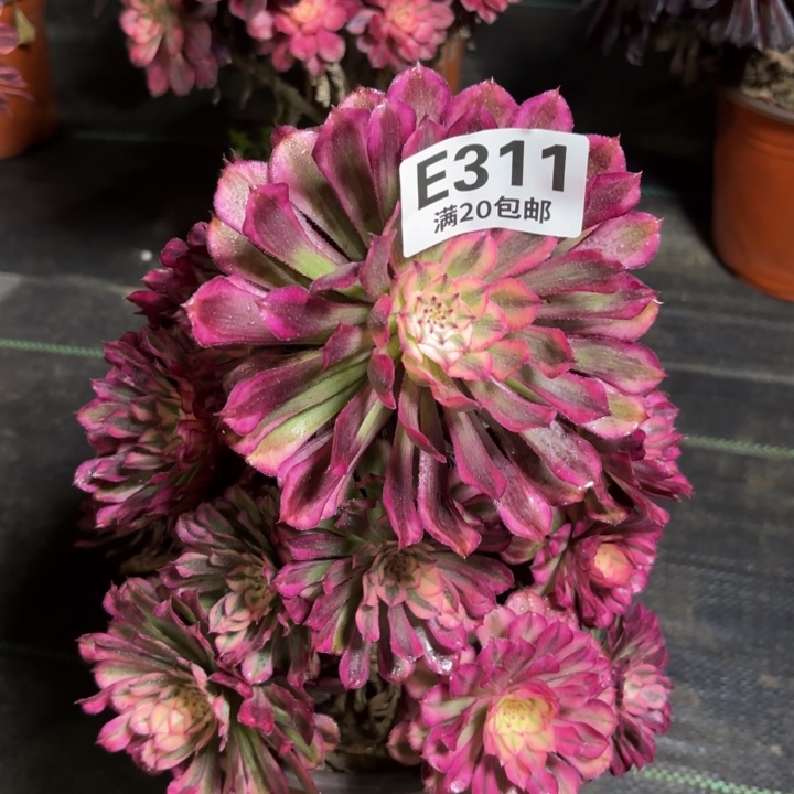 瑞妈一物一拍311