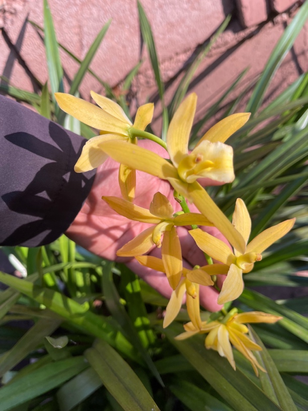 大理原生虎头兰兰草绿植鲜花兰花草绿植盆栽黄金小神童两苗水晶兰