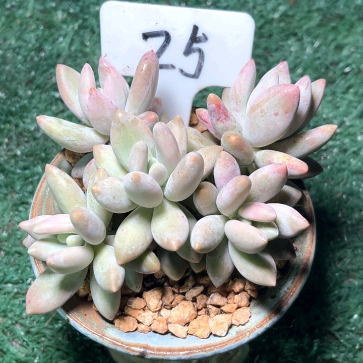 白兰池25号码牌子的话题