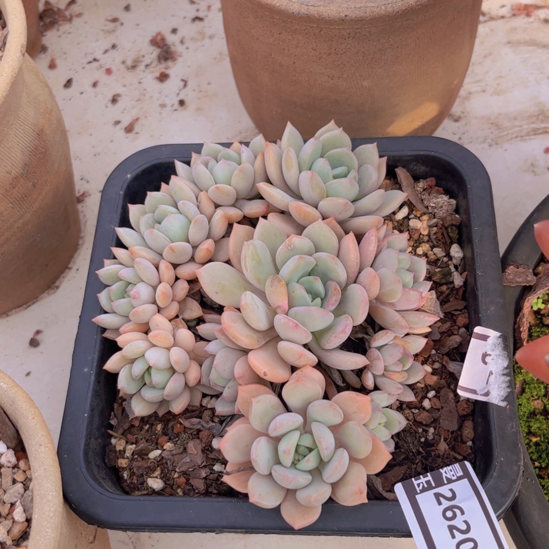 蜜桃格林多肉植物26200