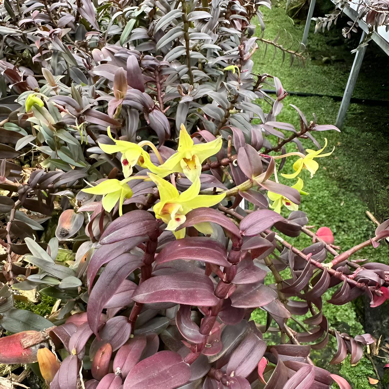 温州雁荡山红杆紫叶3号苗铁皮石斛两年苗室内外种植 4-6月花期