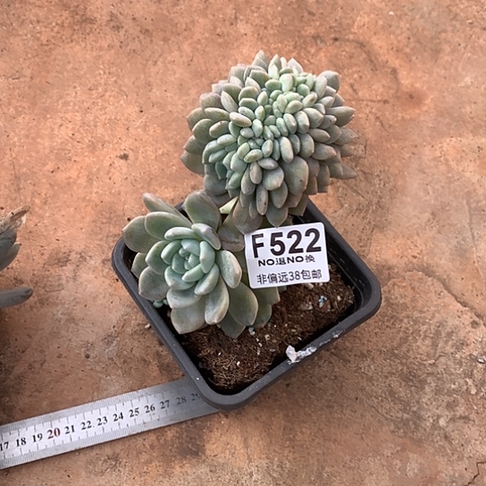 臭***活冰橙缀瑕疵不售后522