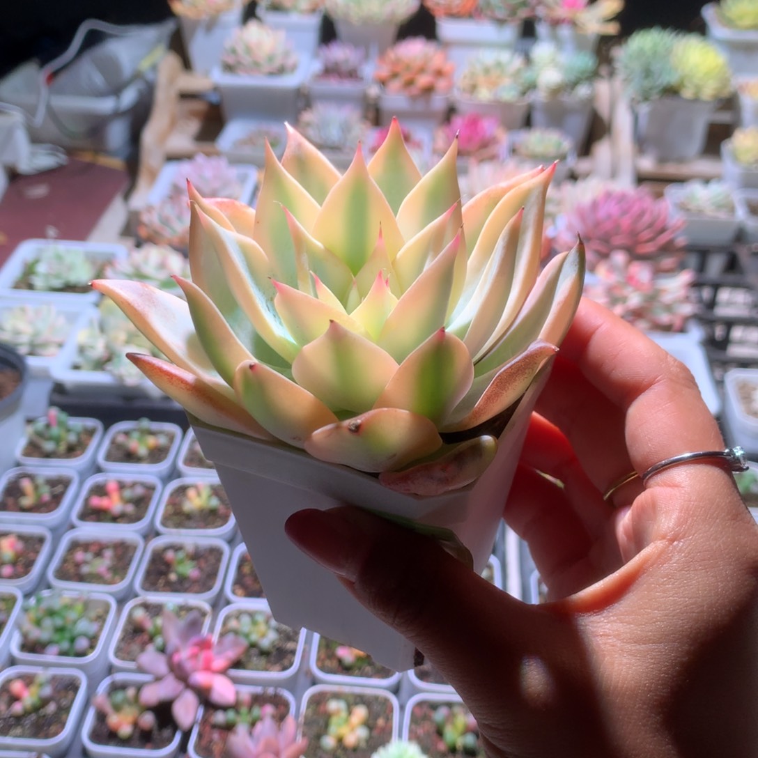 墨西哥巨人覆轮锦有根