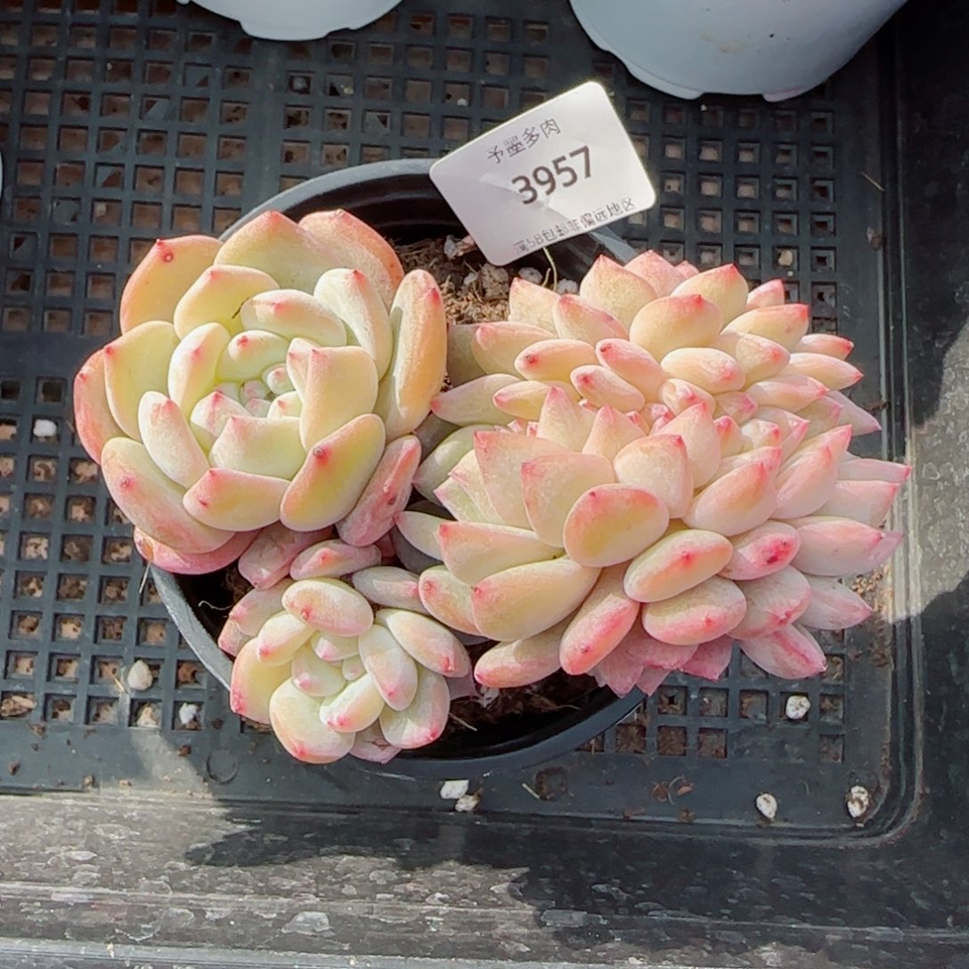 橙子小树缀化，3957