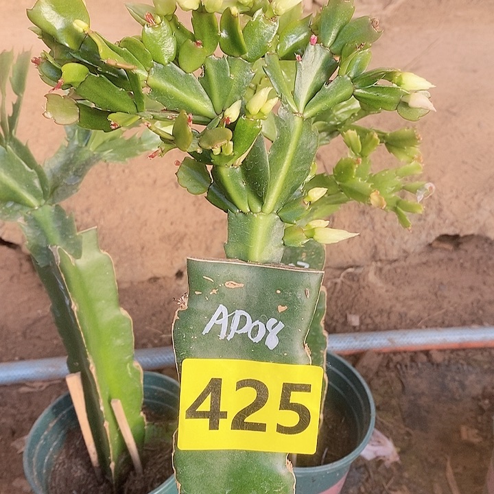 无花朵红**滚ap08/425号