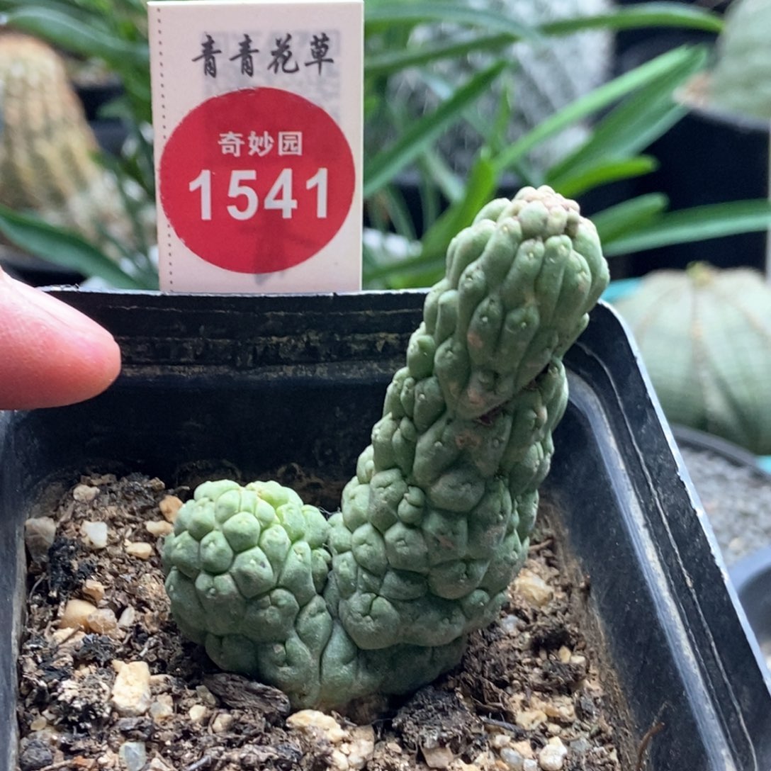 佛头凝蹄玉3687455