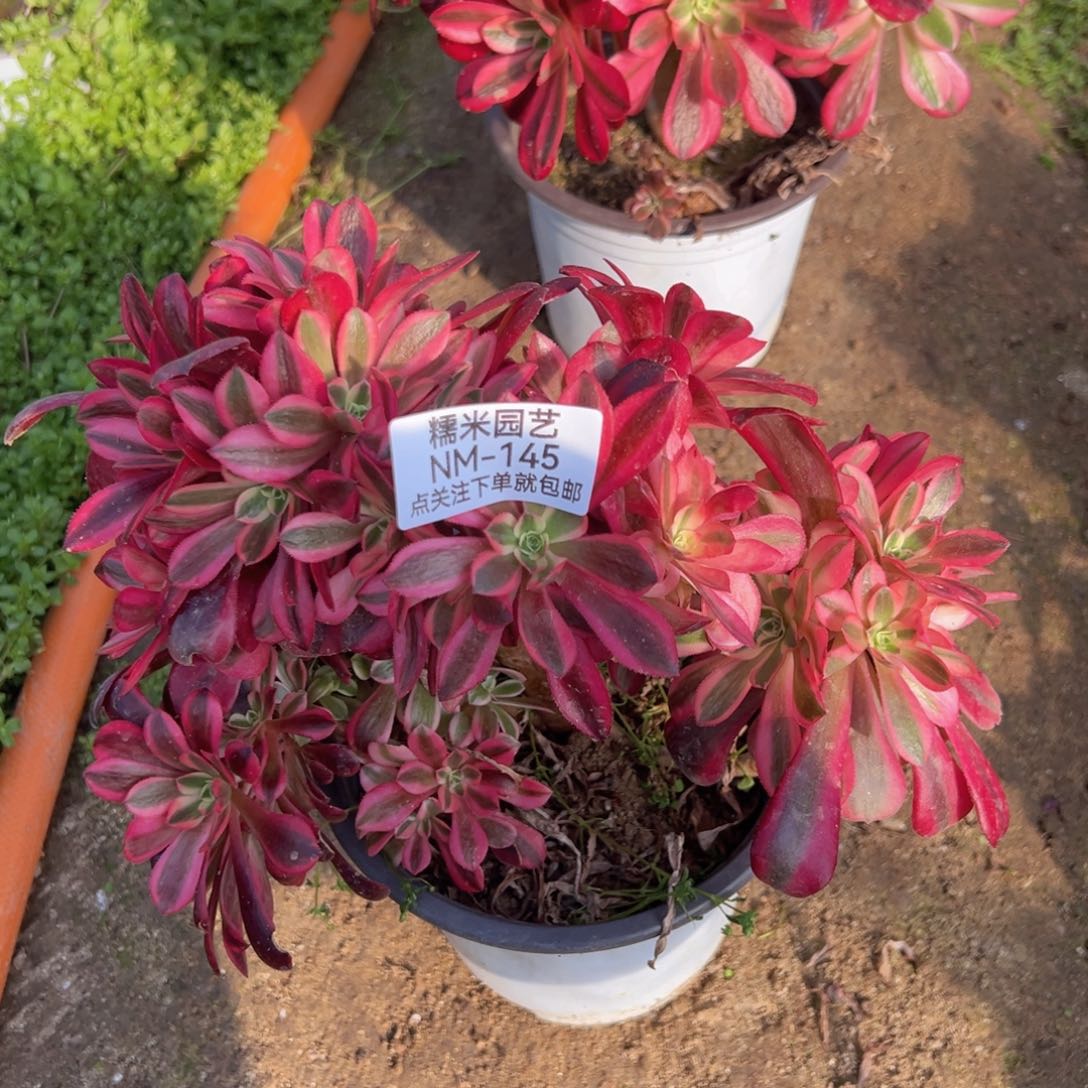 美杜莎朵朵砍头145