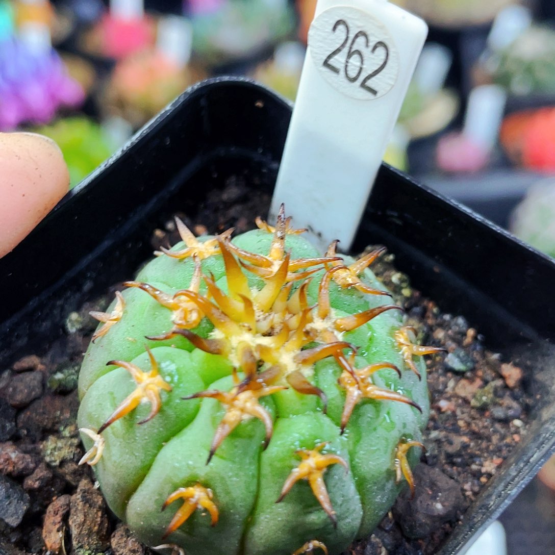 猫爪非偏远地区满25包邮仙人球