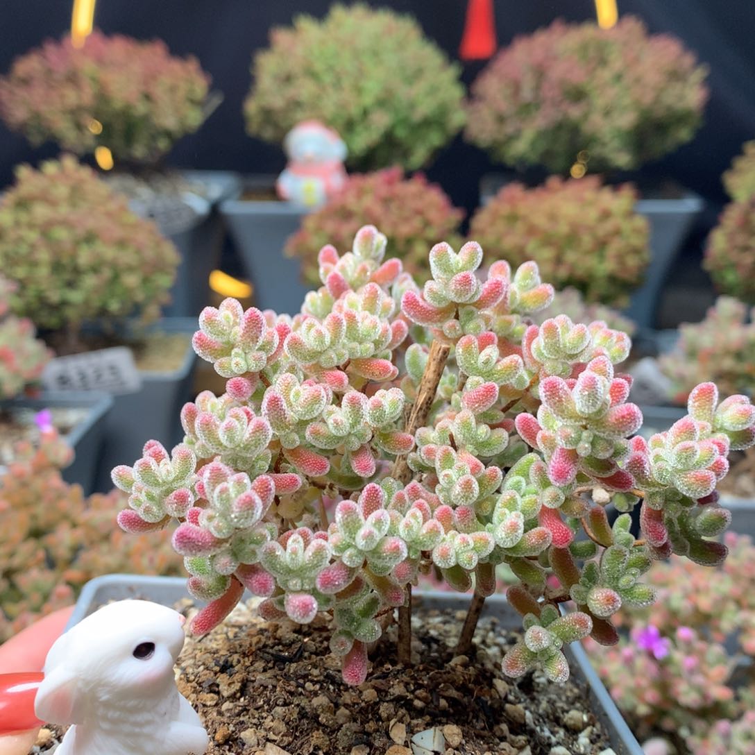 B350冰晶枝干番杏