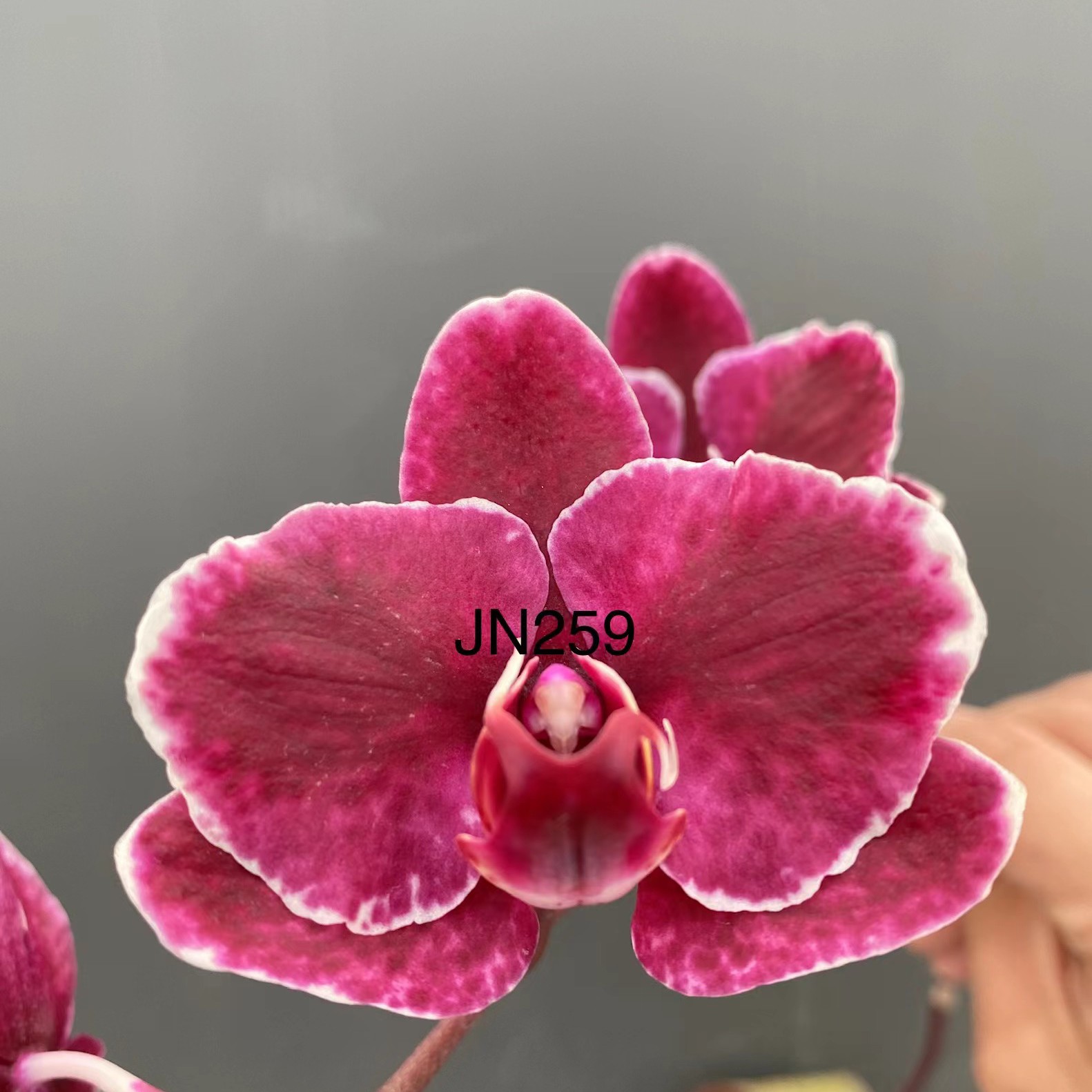 新品未上市  鼎汉 JN259 1.7寸苗 保对版