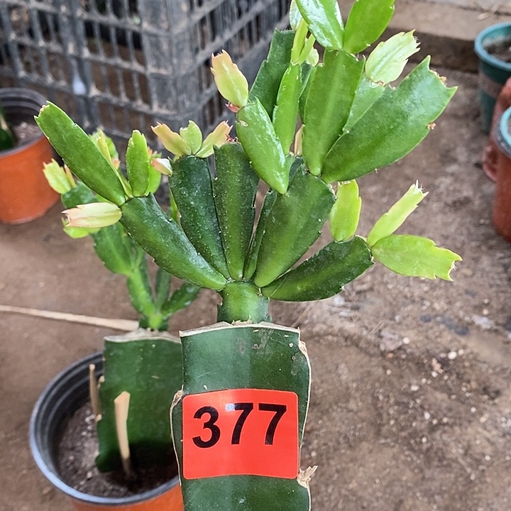 无花朵雅思377号新疆不包邮