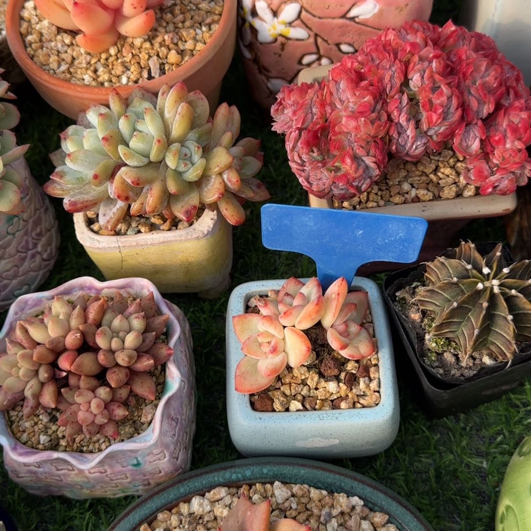 喂***魏多肉植物泡芙老庄……