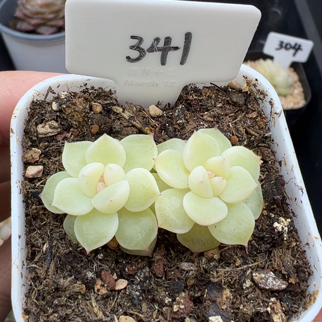 341号财富密码pc11