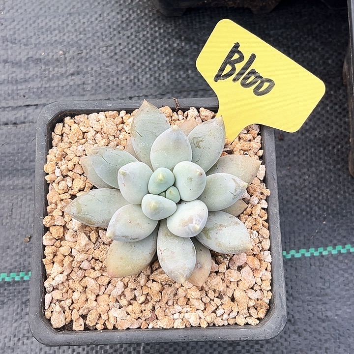 哥特100号码牌子的话题