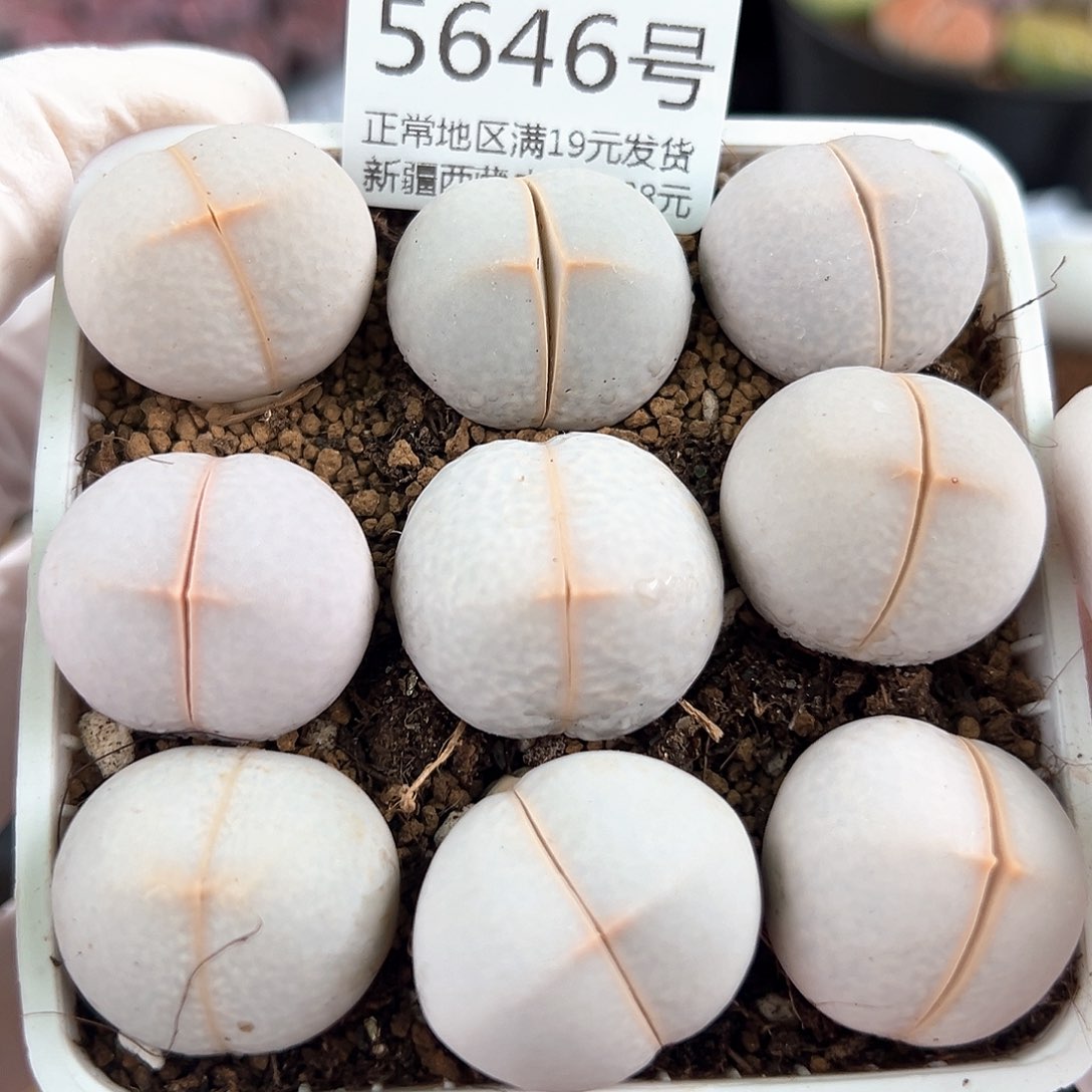 5646 好养易活生石花大母本
