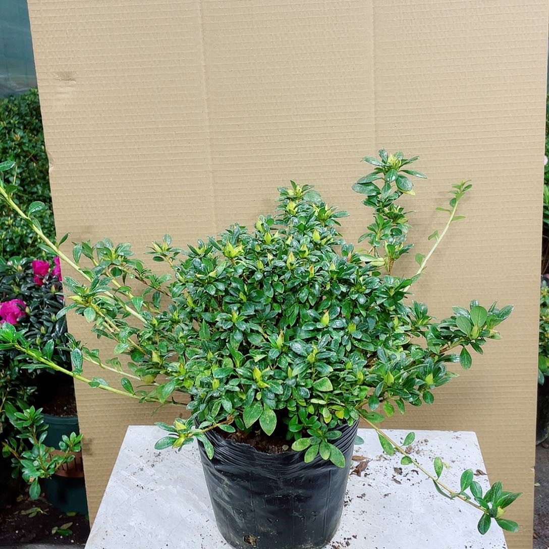 梦***语完全开放娟之舞杜鹃大颗