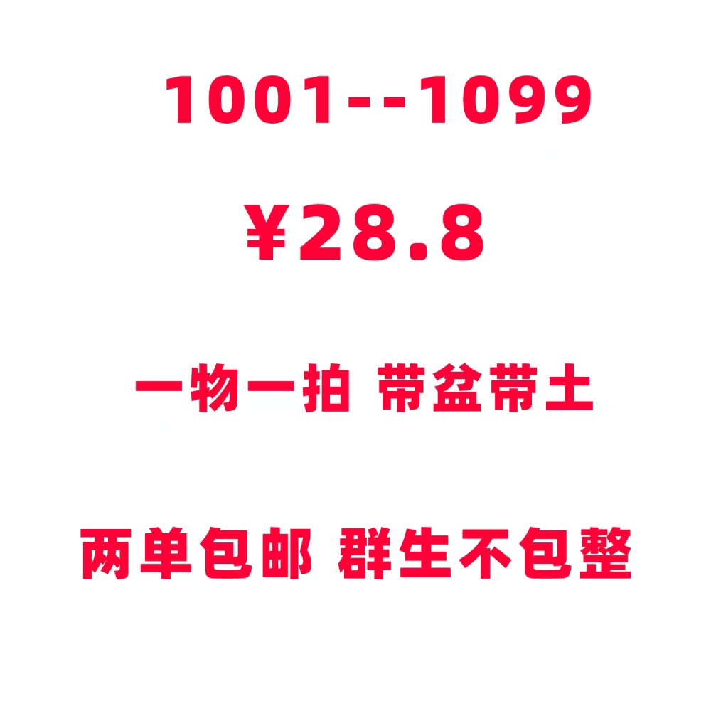 1001-1099两单包邮，陶盆多肉植物 介意勿拍