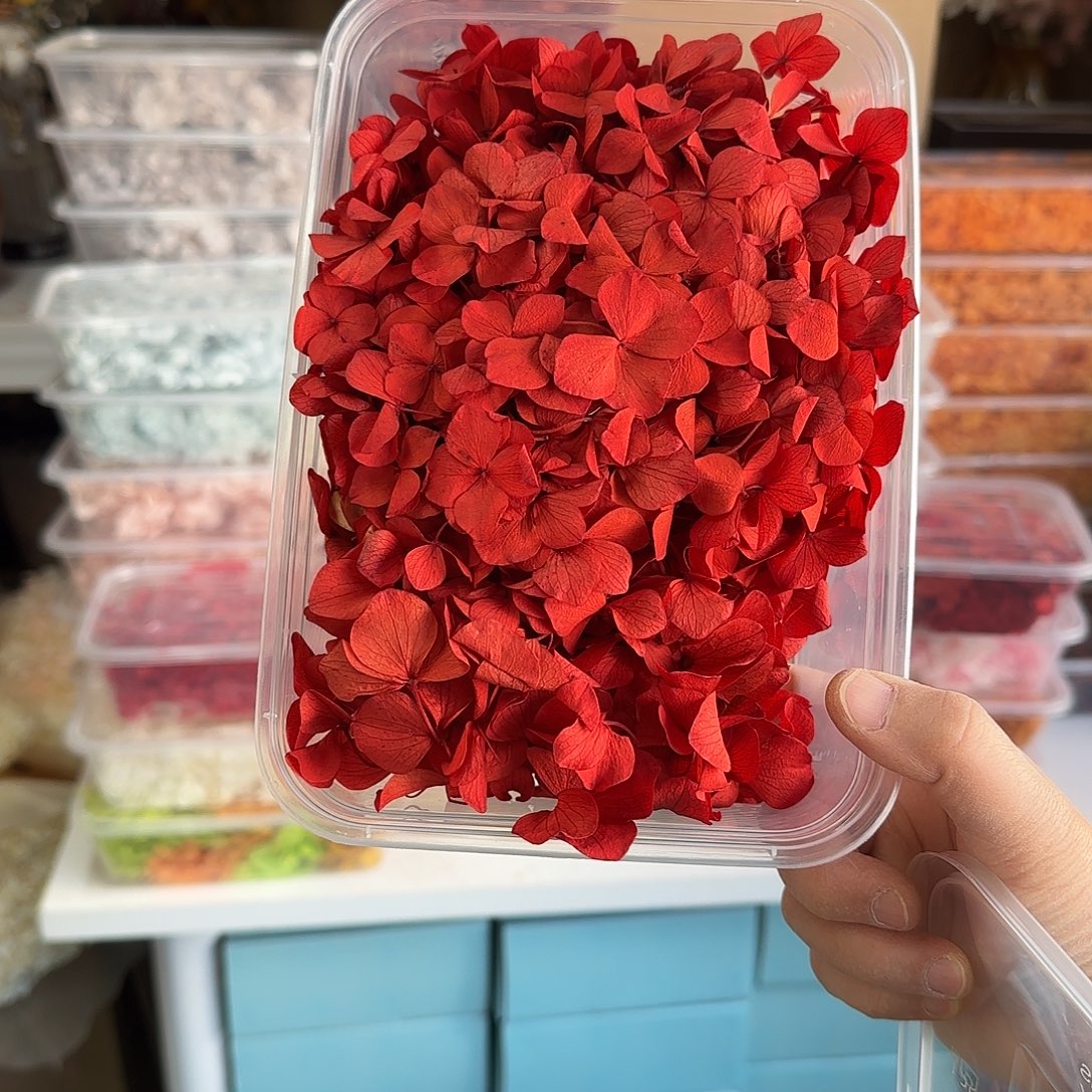 K101号大叶片红色绣球