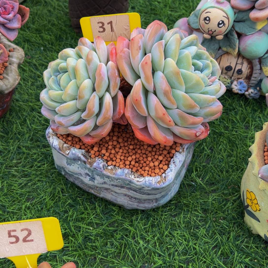 三***子双头冰玉小老桩31