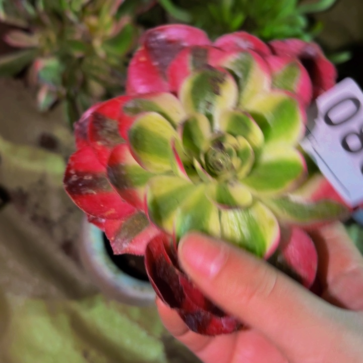 086鸿运多肉植物不售后