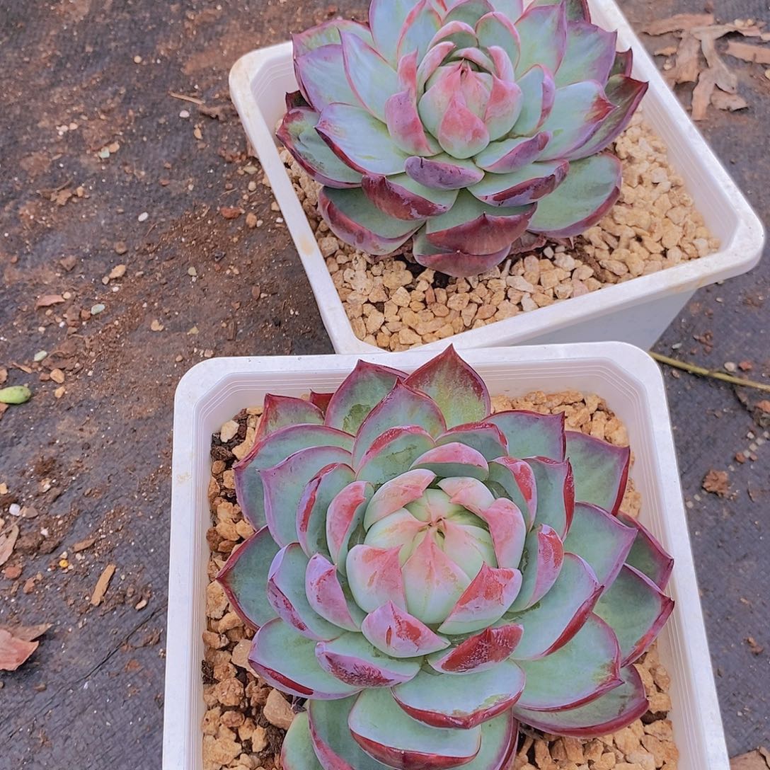 多肉植物两个惊鸿