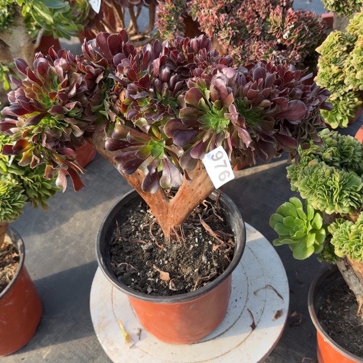 多肉植物欧紫缀976