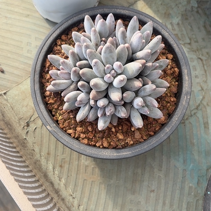 乌拉奶自然群手捧灵羽