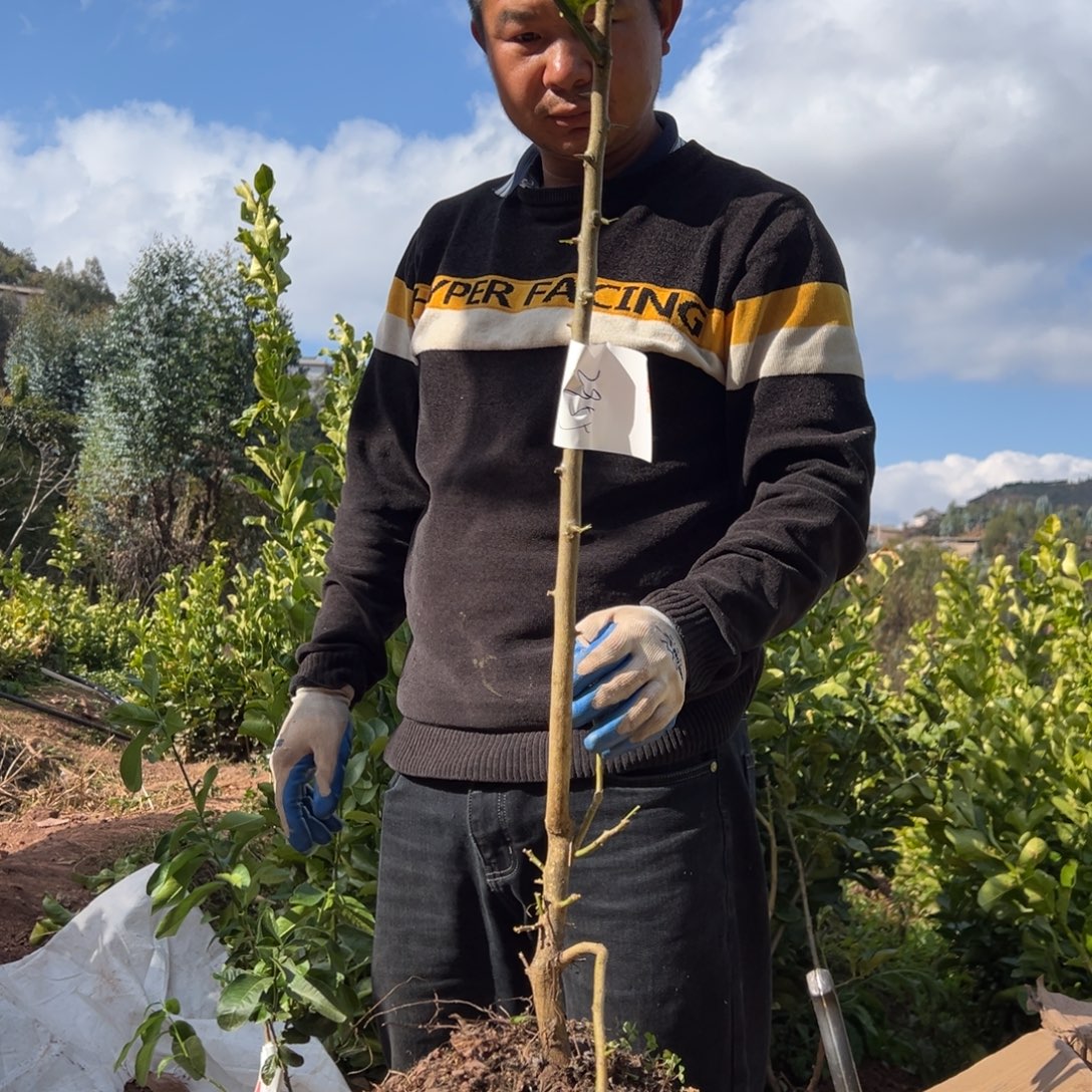 五***姐无花朵2955一颗香橼大袋子
