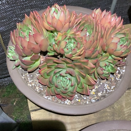 美肉特价活动开始啦