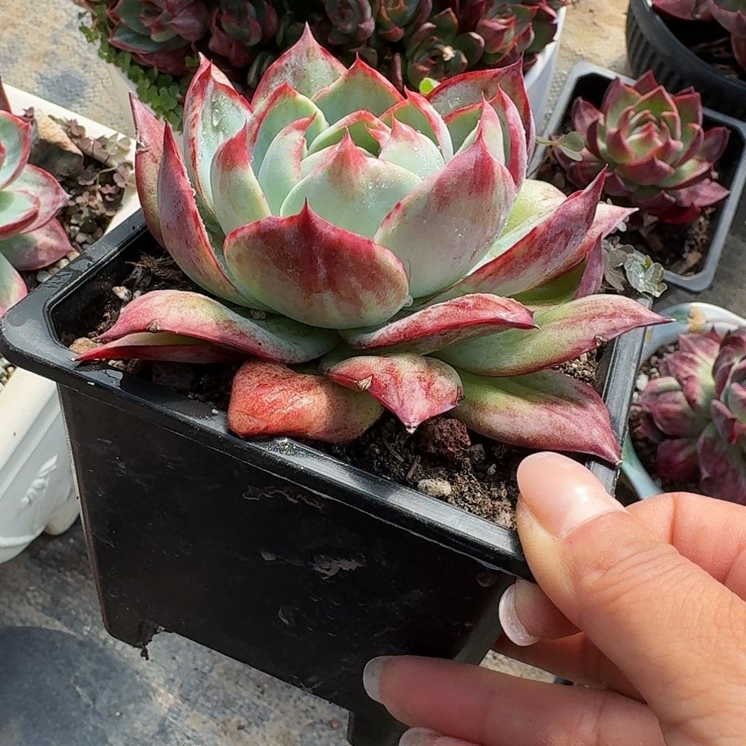 惊鸿仙子量拍拉丝 10 公分左右