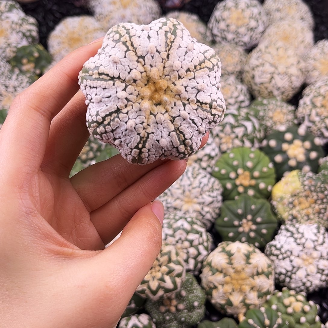 小碎花兜兜哈哈哈哈
