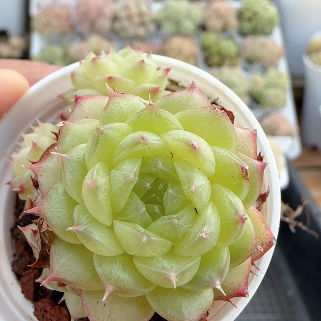 【闪购商品】0113-22海王