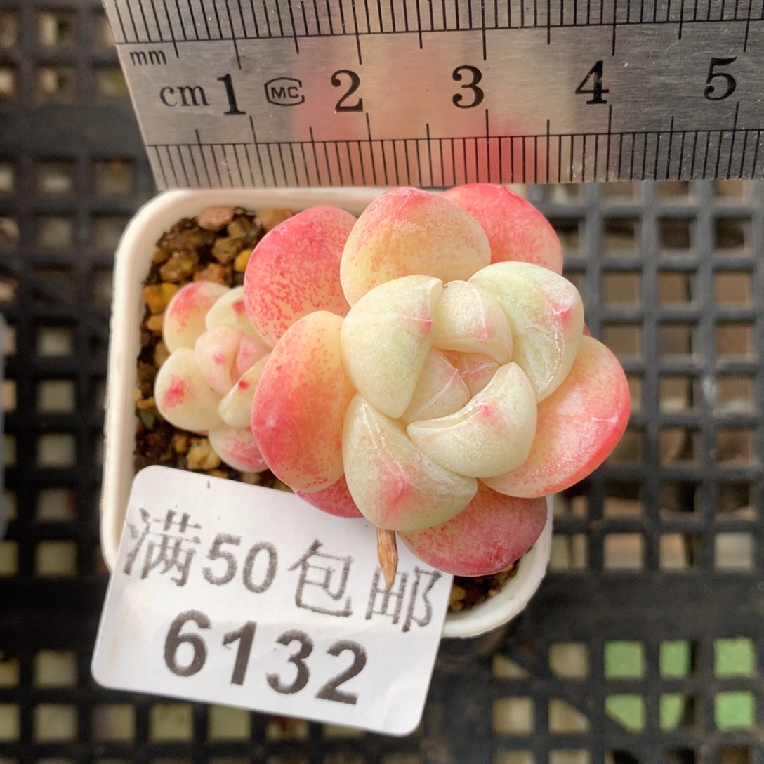 6132。小腿白底冰玉双头肥圆。