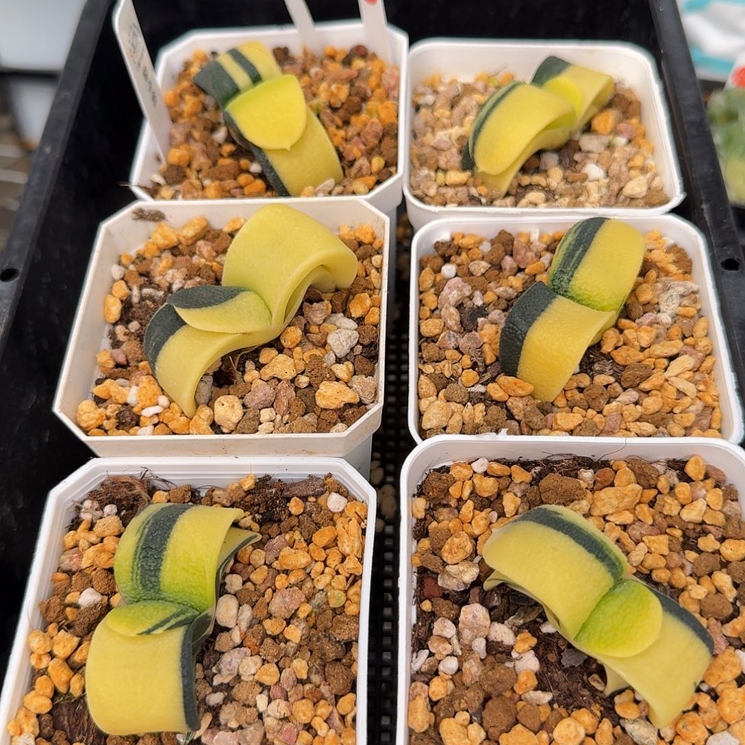 从前慢花园十二卷多肉编号-5