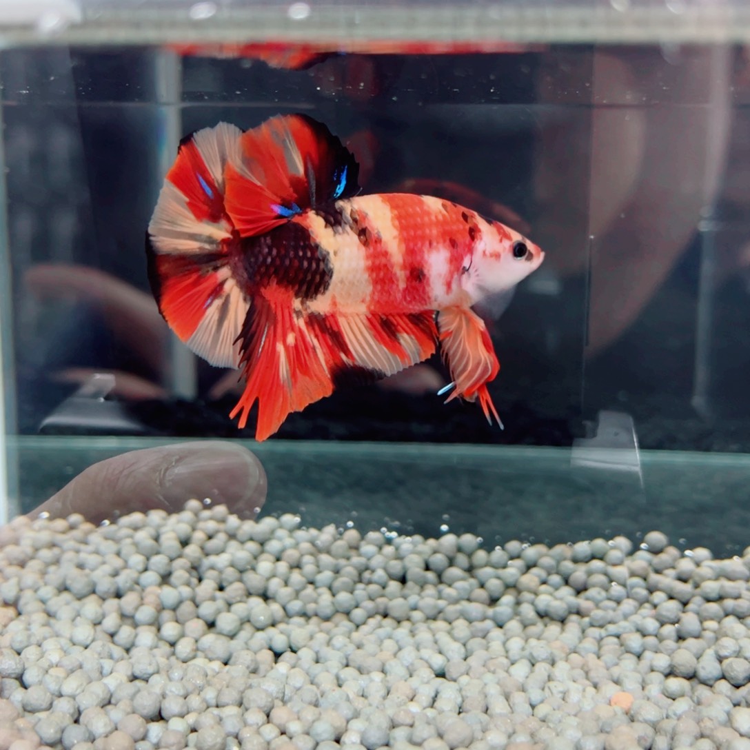 海水鱼福利价格精品巨斗巨型斗鱼