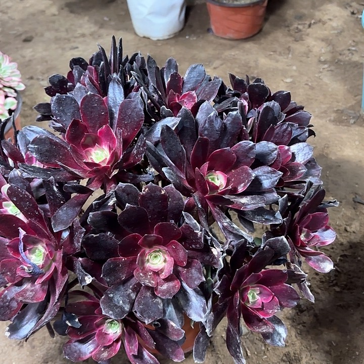 多肉植物赤霞飞18