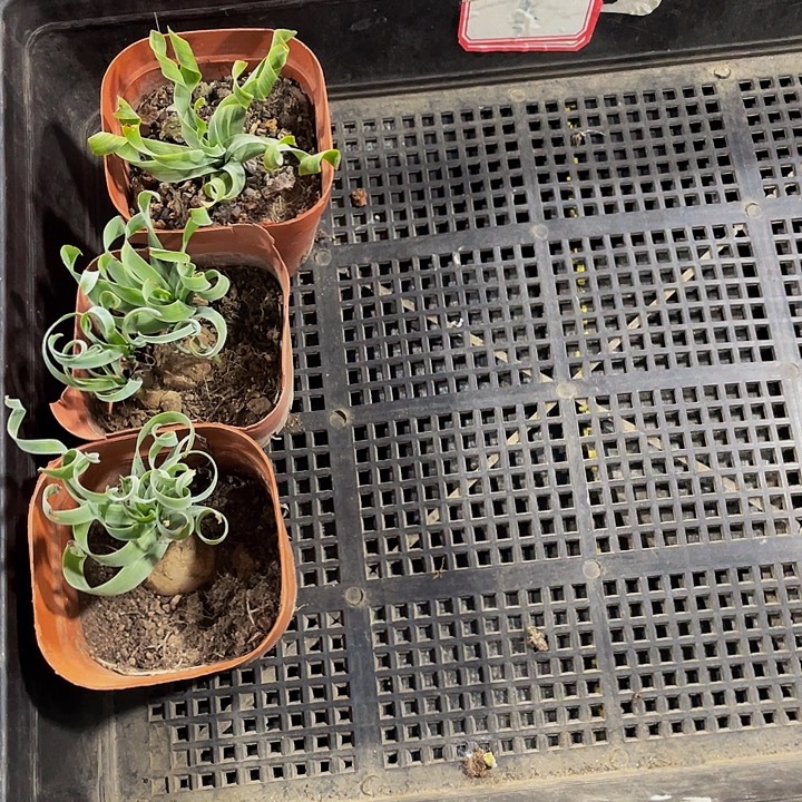 芸***姐90号筐带盆土发过三盆弹簧草