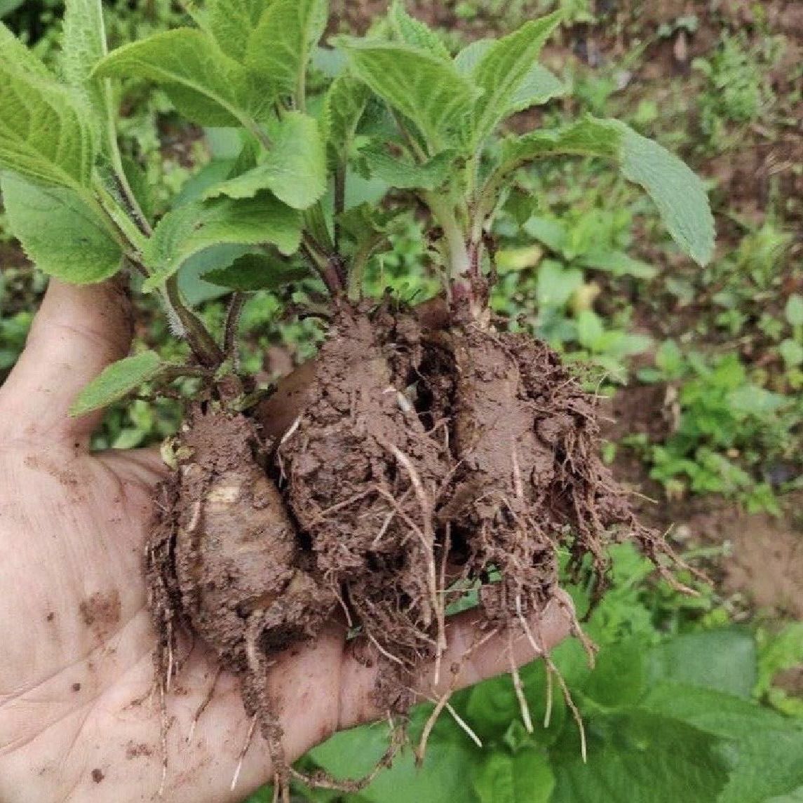 元参花苗黑参花牙头现挖发货