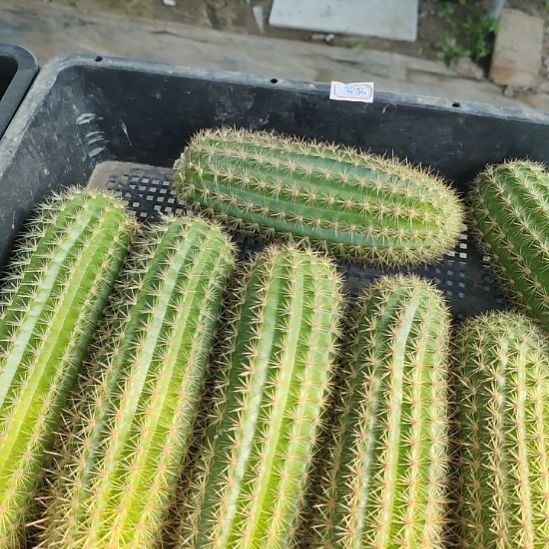 仙人球金妞奥拓侧芽