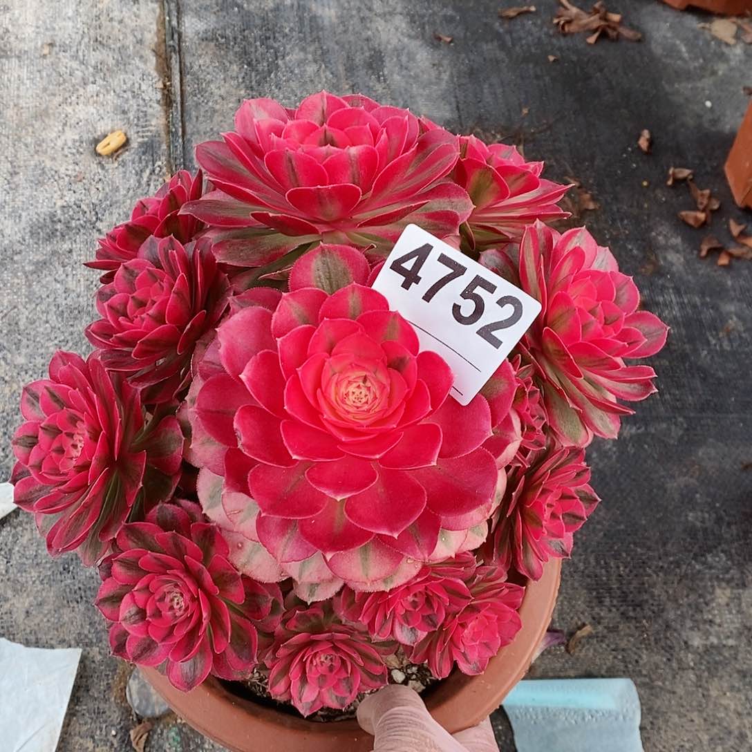 4752倾城冠18.2044444444