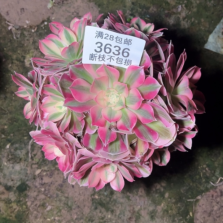 3636粉女巫多肉植物