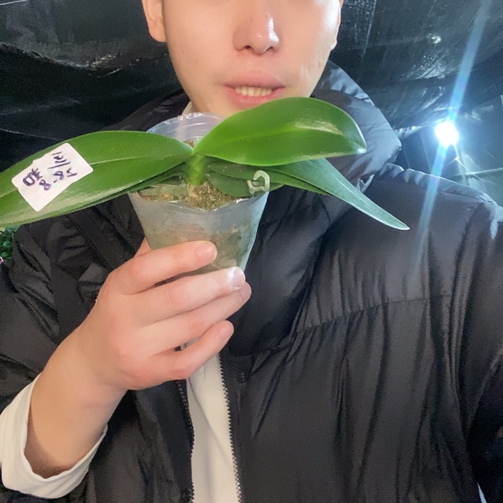 无花朵豆蔻年华蝴蝶兰