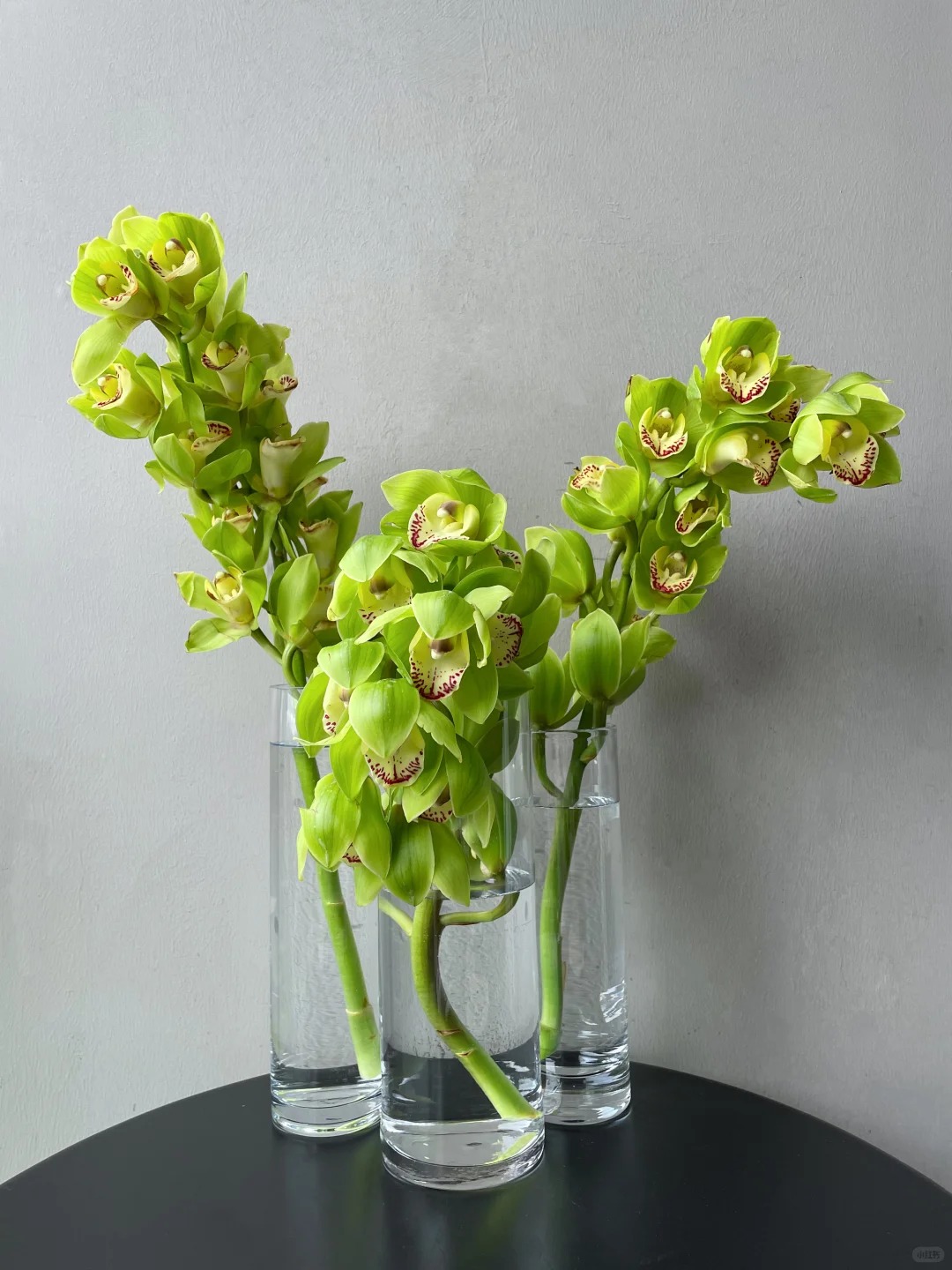 （蔓蔓）绿色大花蕙兰2支 20%防损 1单包邮