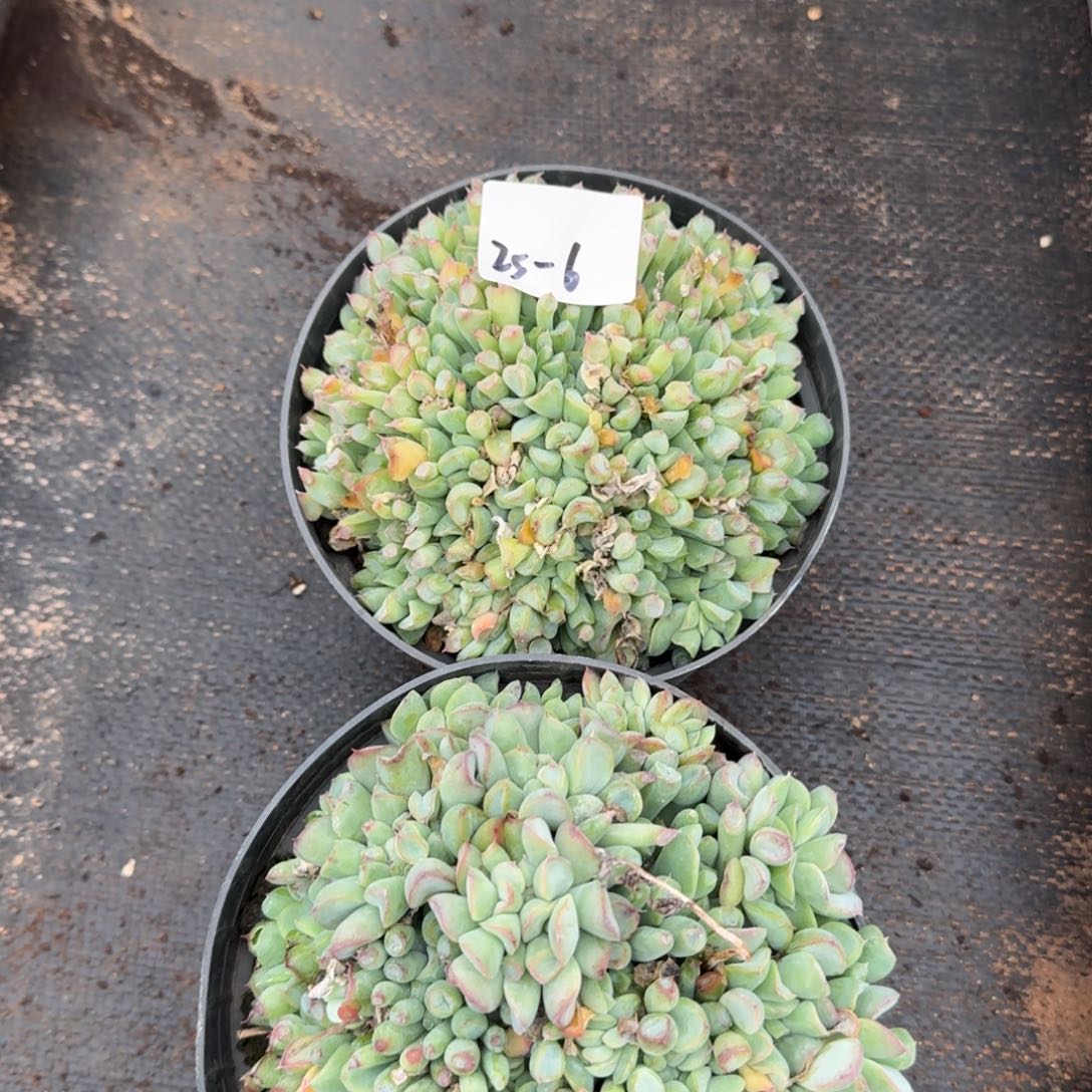 25-6反叶月影两颗脱土发货