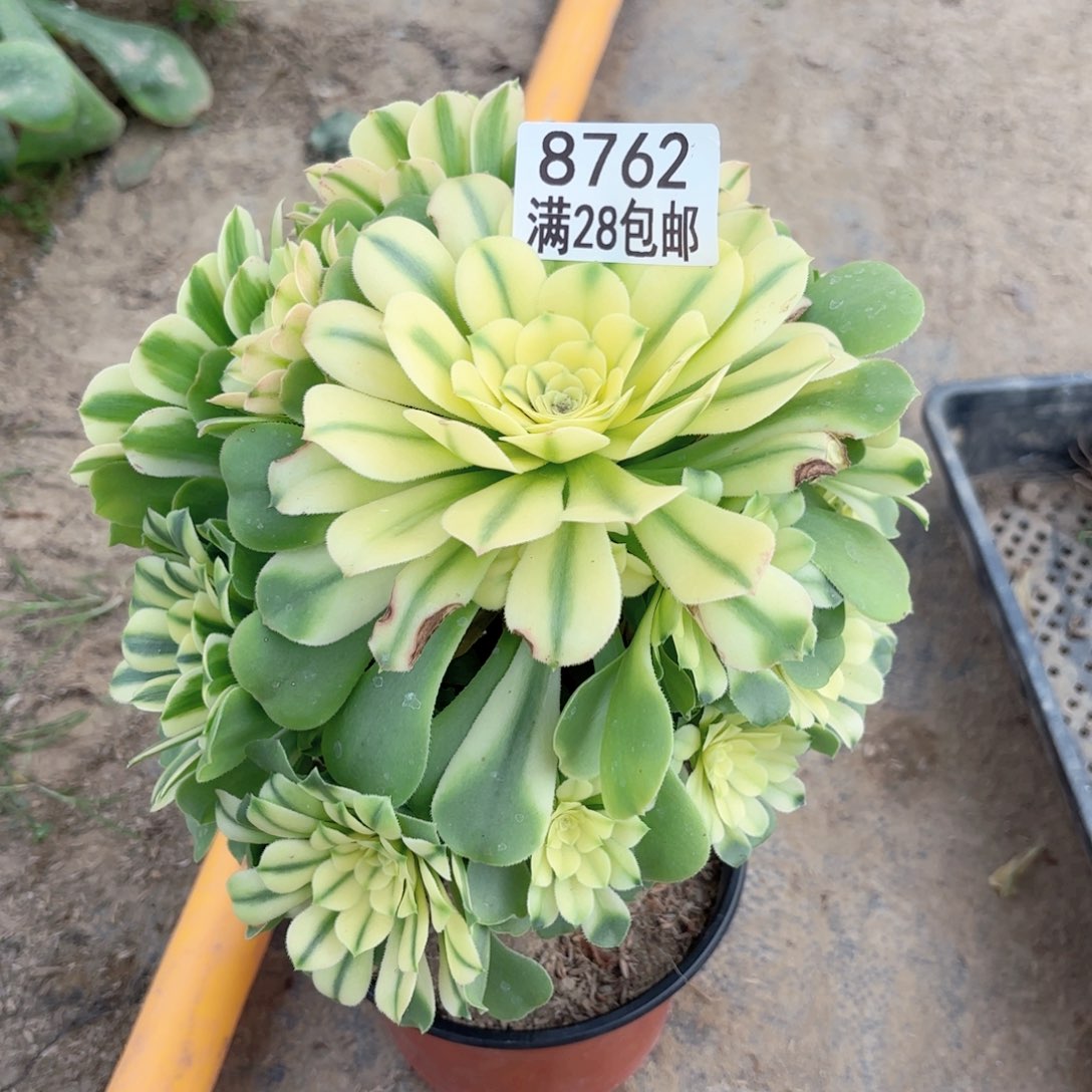 F. 8762辛尼雅多肉