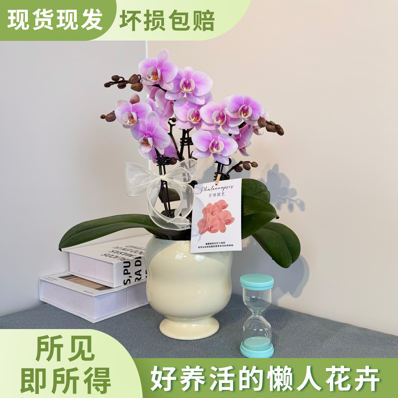 【万人迷】粉色系蝴蝶兰 室内高端绿植花卉 小型办公桌面款