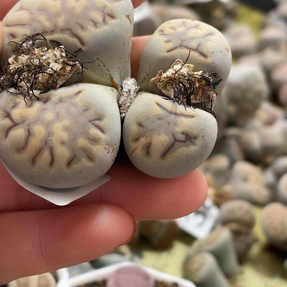 生石花一颗菊430