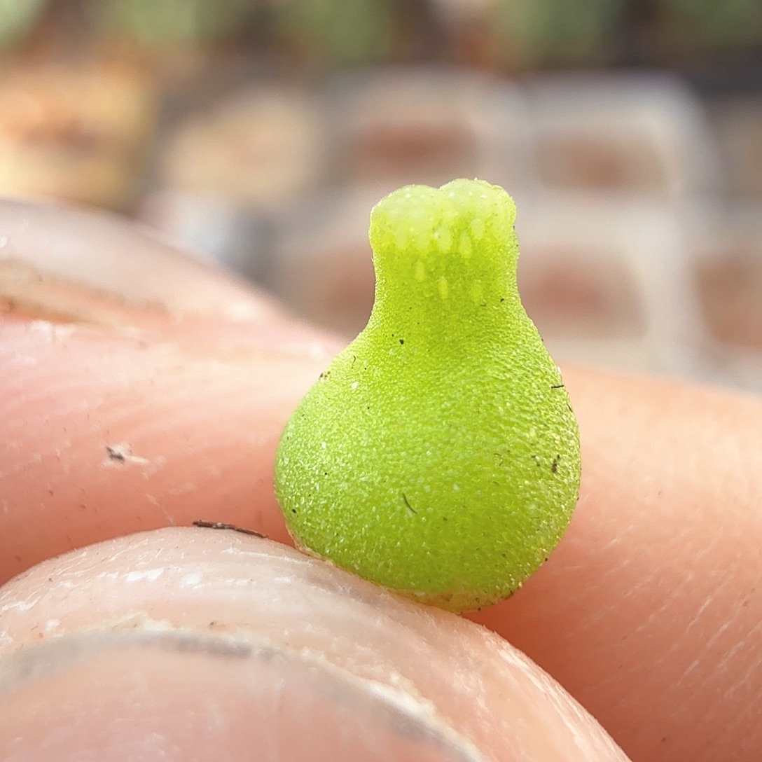 2.18.19/小葫芦/新头尺寸小/多肉植物